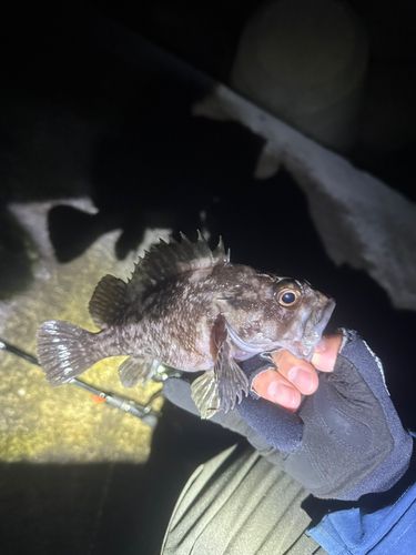 クロソイの釣果