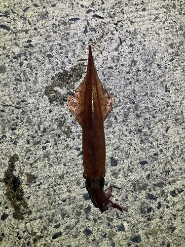 ヤリイカの釣果