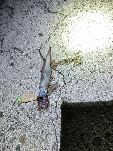 ヤリイカの釣果