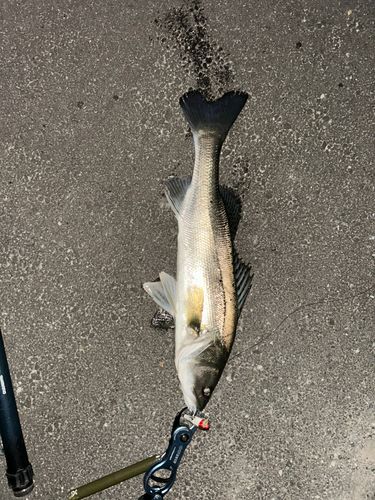 セイゴ（マルスズキ）の釣果