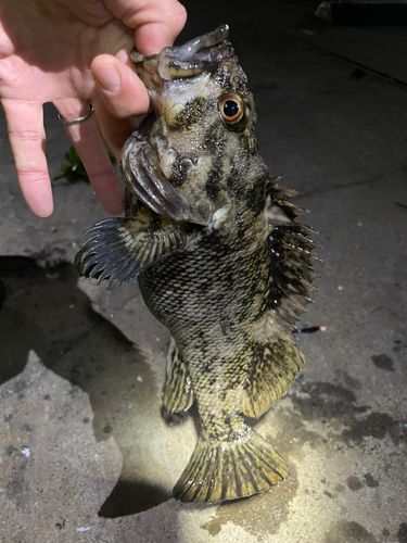 オウゴンムラソイの釣果