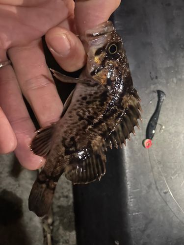 クロソイの釣果