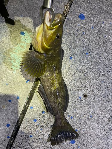 アイナメの釣果