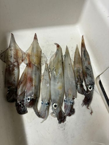 ヤリイカの釣果
