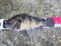 シロメバルの釣果