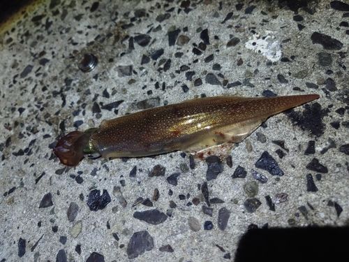 ヤリイカの釣果