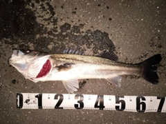 フッコ（マルスズキ）の釣果