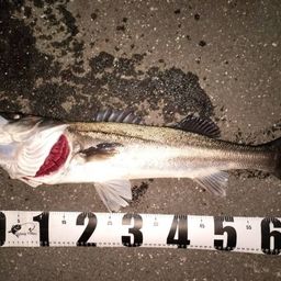 フッコ（マルスズキ）