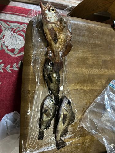 メバルの釣果