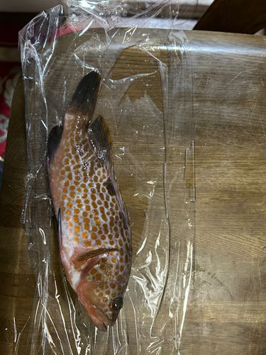 アコウの釣果