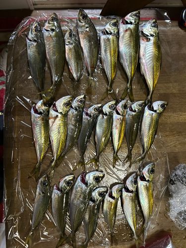 アジの釣果