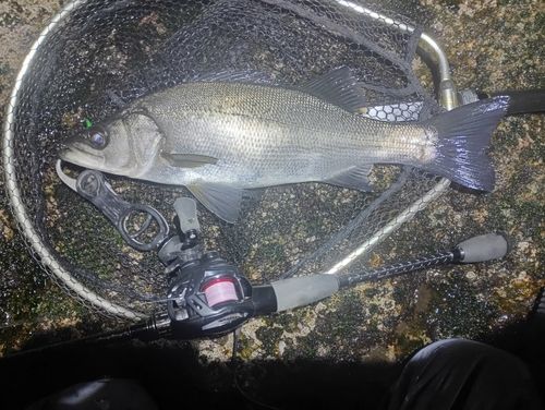 ヒラスズキの釣果