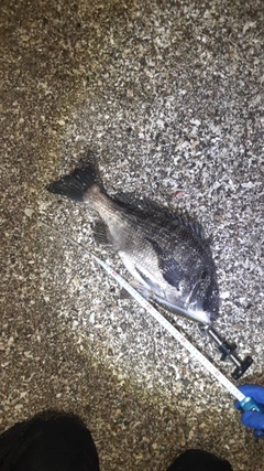 クロダイの釣果