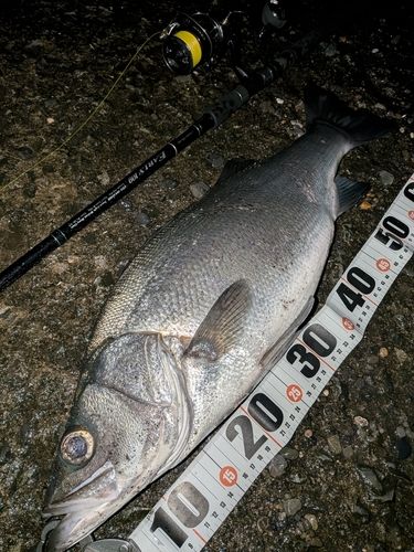 ヒラスズキの釣果