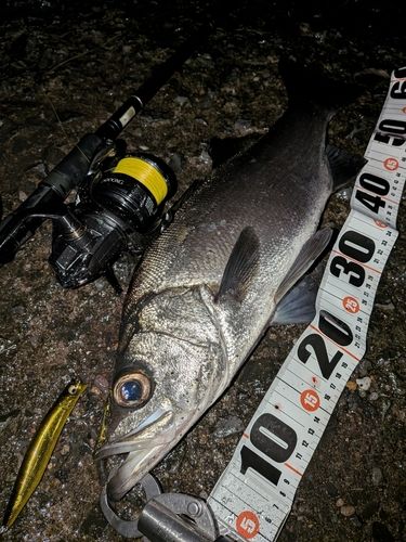 ヒラスズキの釣果