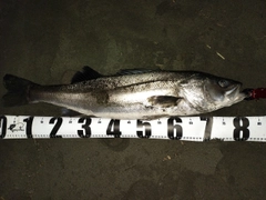 マルスズキの釣果