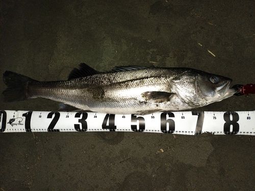 マルスズキの釣果