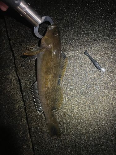 アイナメの釣果