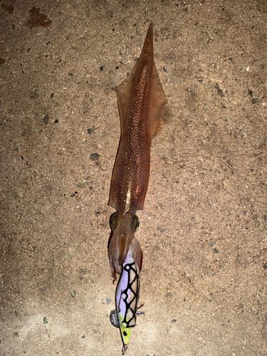 ヤリイカの釣果