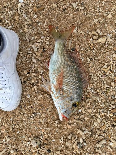 クチナジの釣果