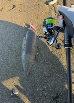 シタビラメの釣果