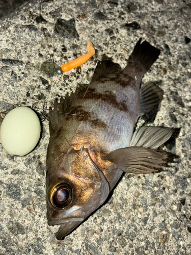 メバルの釣果