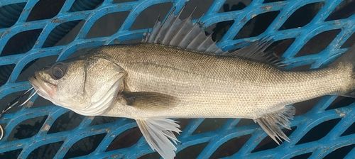 東京湾（アクアライン以北）