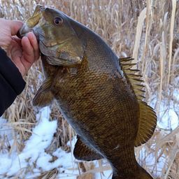 スモールマウスバス