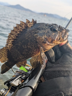 ムラソイの釣果