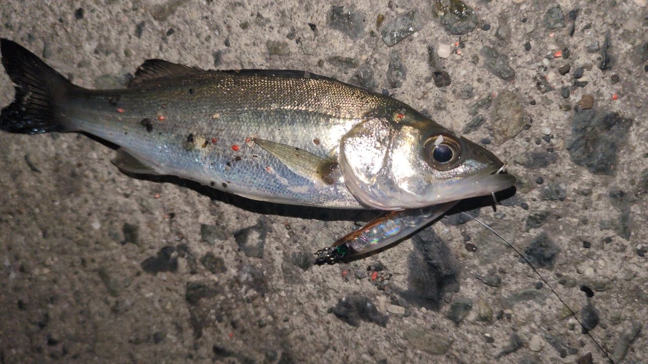 セイゴ（マルスズキ）