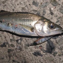 セイゴ（マルスズキ）