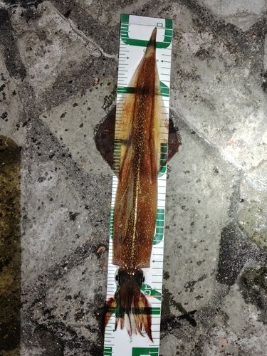 ヤリイカの釣果