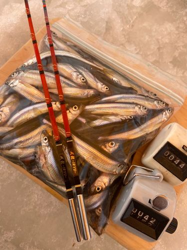 ワカサギの釣果
