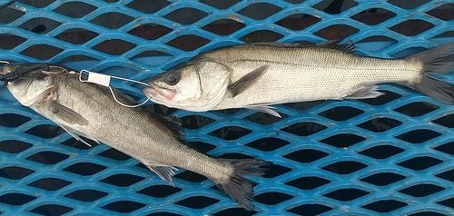 シーバスの釣果