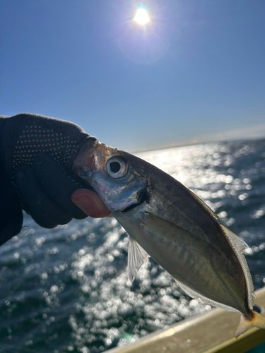 東京湾（アクアライン〜富津）