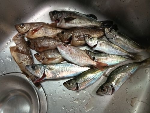 周防大島（屋代島）