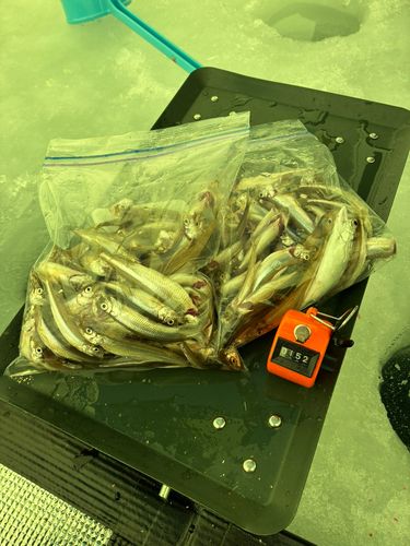 ワカサギの釣果