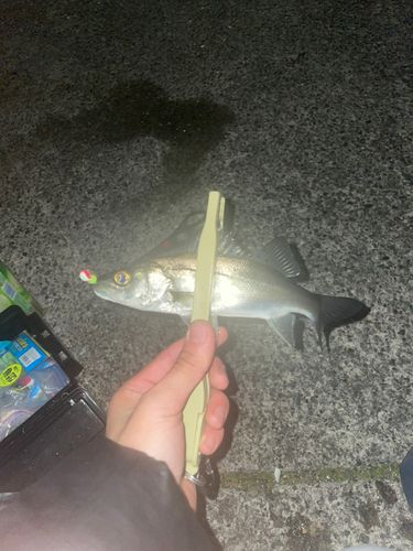 内浦湾（鴨川）