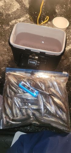 ワカサギの釣果