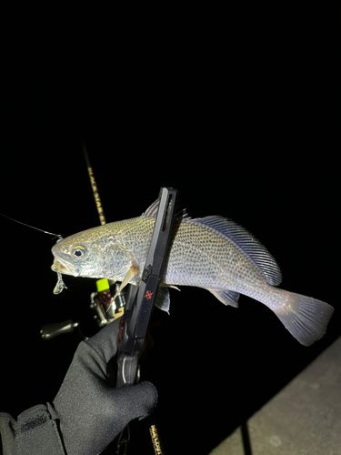 イシモチの釣果