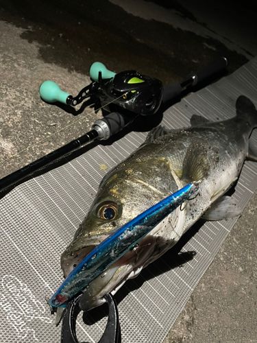 シーバスの釣果