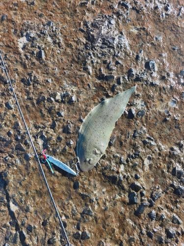 シタビラメの釣果