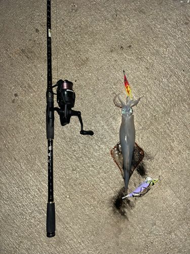 ヤリイカの釣果