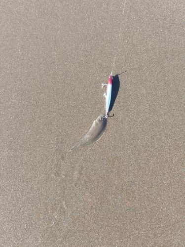 シタビラメの釣果