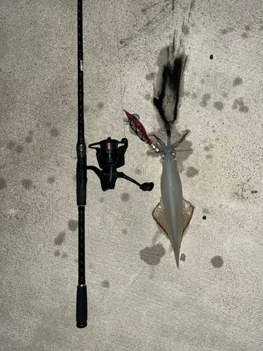 ヤリイカの釣果