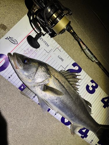 シーバスの釣果