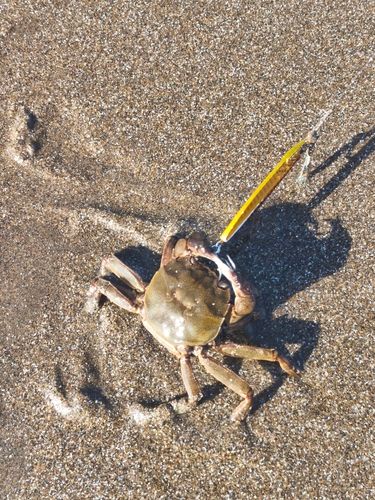 カニの釣果