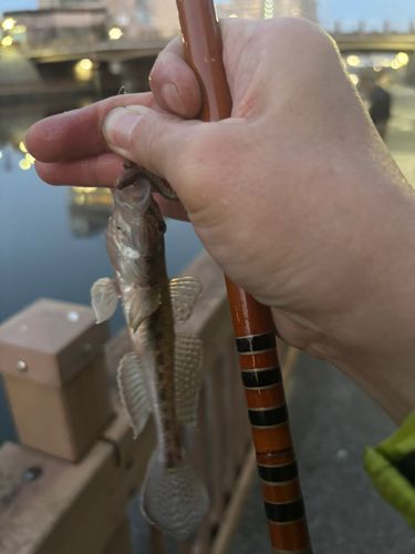 マハゼの釣果