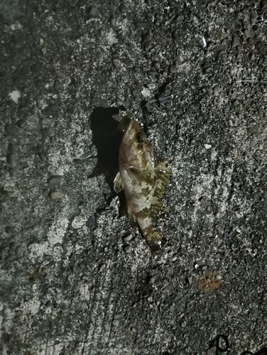 タケノコメバルの釣果