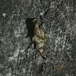 タケノコメバル